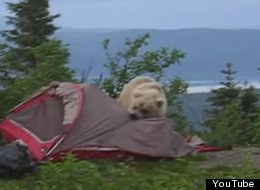 epic fail bear eating tent